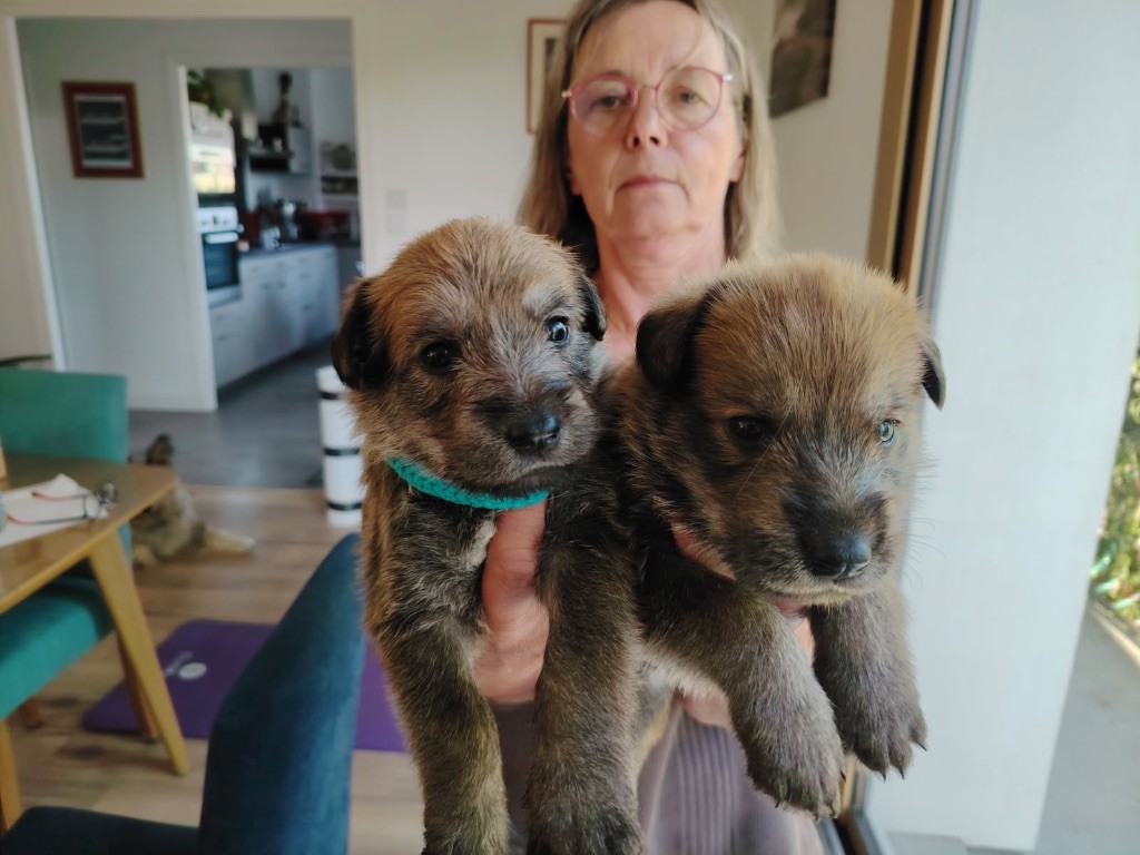 Chiots disponibles