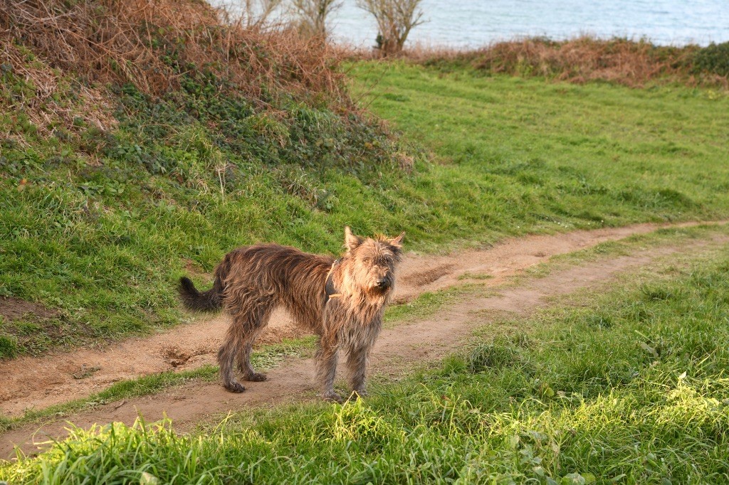 Photo R'MINE Chiots