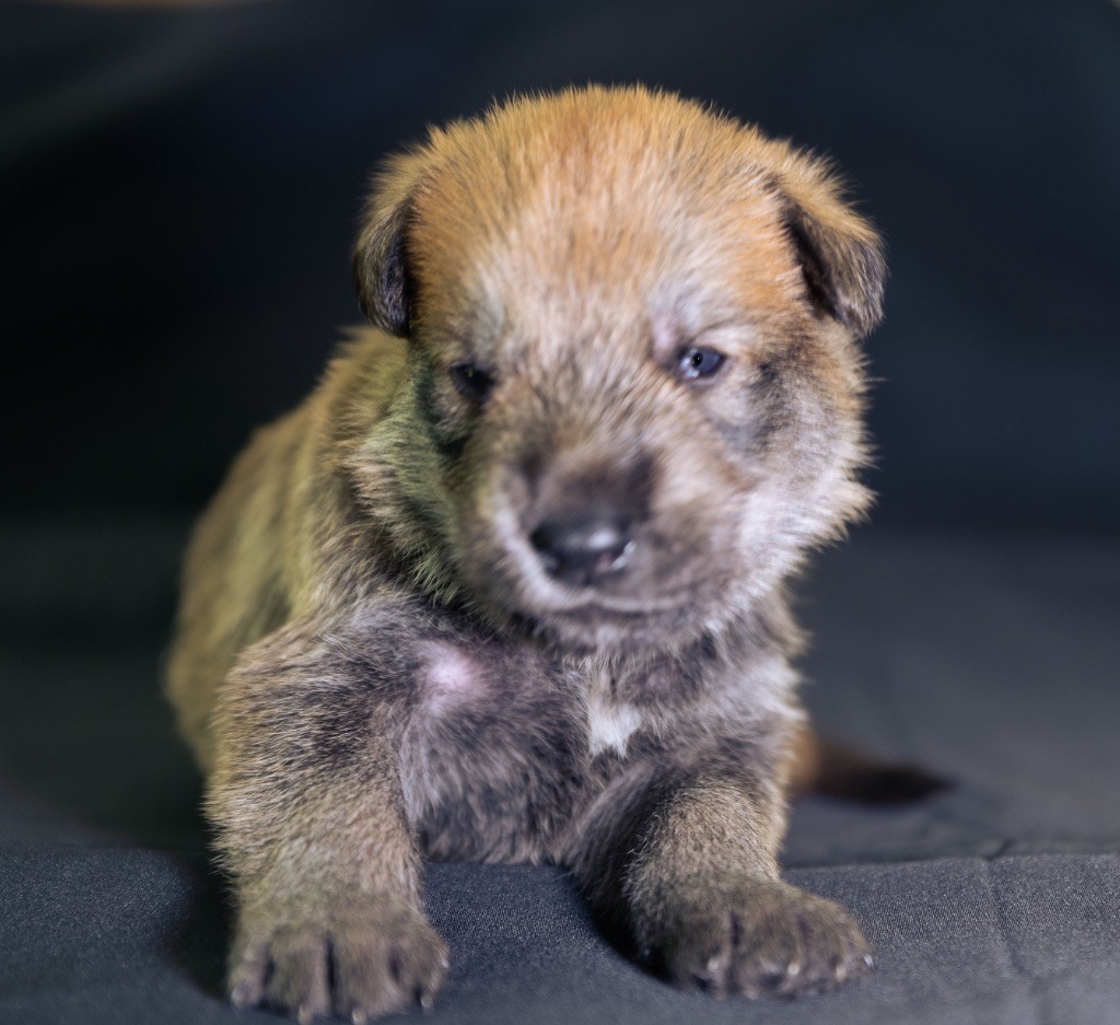 Roch Tommaden - Berger de Picardie - Portée née le 15/07/2025