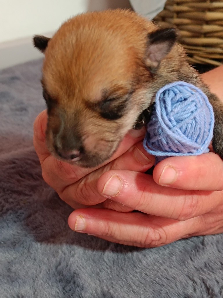 Roch Tommaden - Chiots disponibles - Berger de Picardie