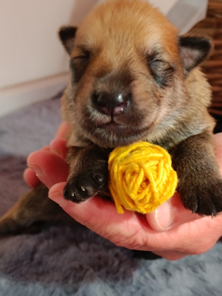 Roch Tommaden - Chiots disponibles - Berger de Picardie