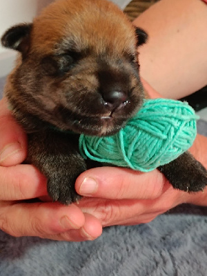 CHIOT 1