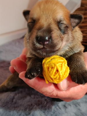 CHIOT 4