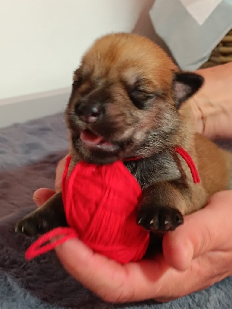 Roch Tommaden - Chiots disponibles - Berger de Picardie
