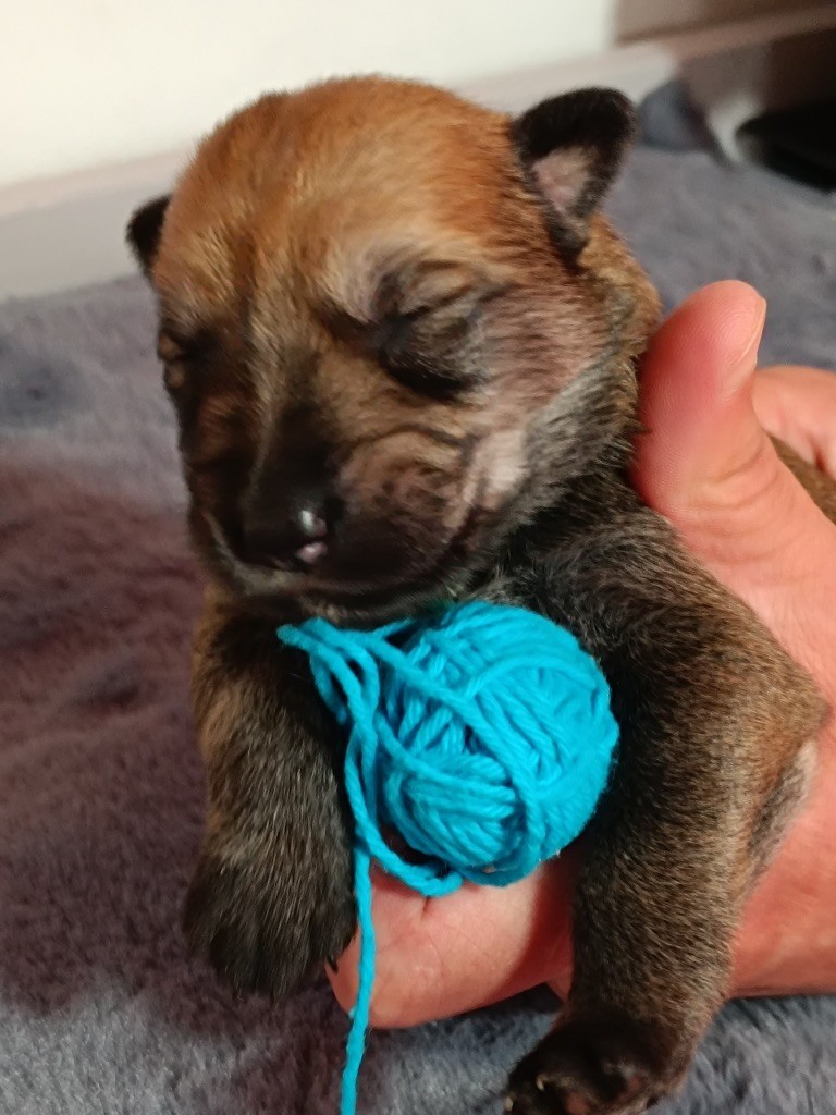 Roch Tommaden - Chiots disponibles - Berger de Picardie