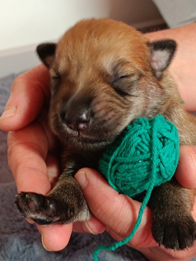 Roch Tommaden - Chiots disponibles - Berger de Picardie